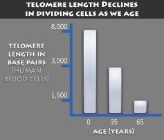 Telomere Length